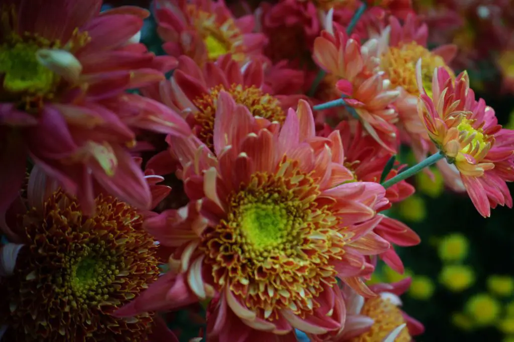 Seatons Ruby Chrysanthemums (close Up)