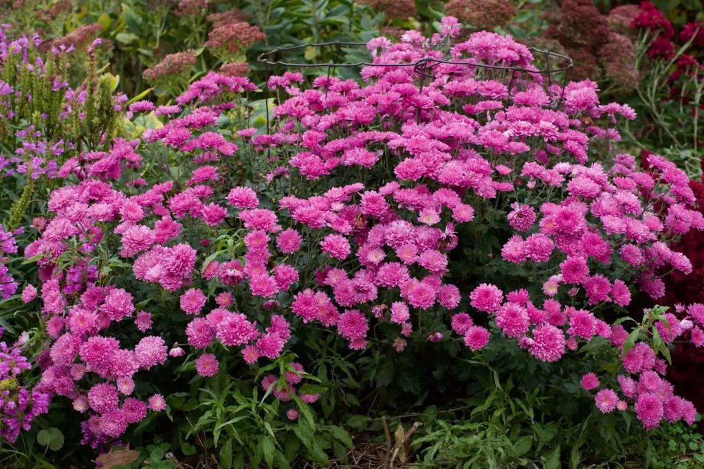 Wild Ruby Chrysanthemums