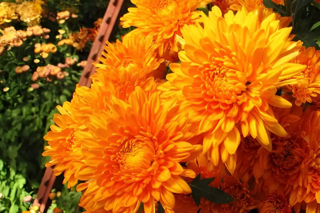 honeyglow Chrysanthemums