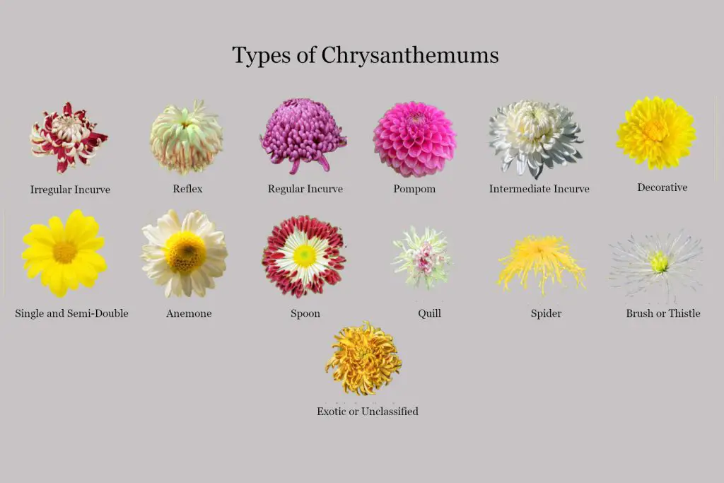 Types of Chrysanthemums