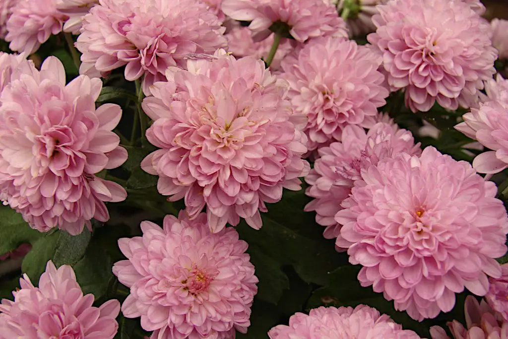 X Grandiflorum -Chrysanthemums