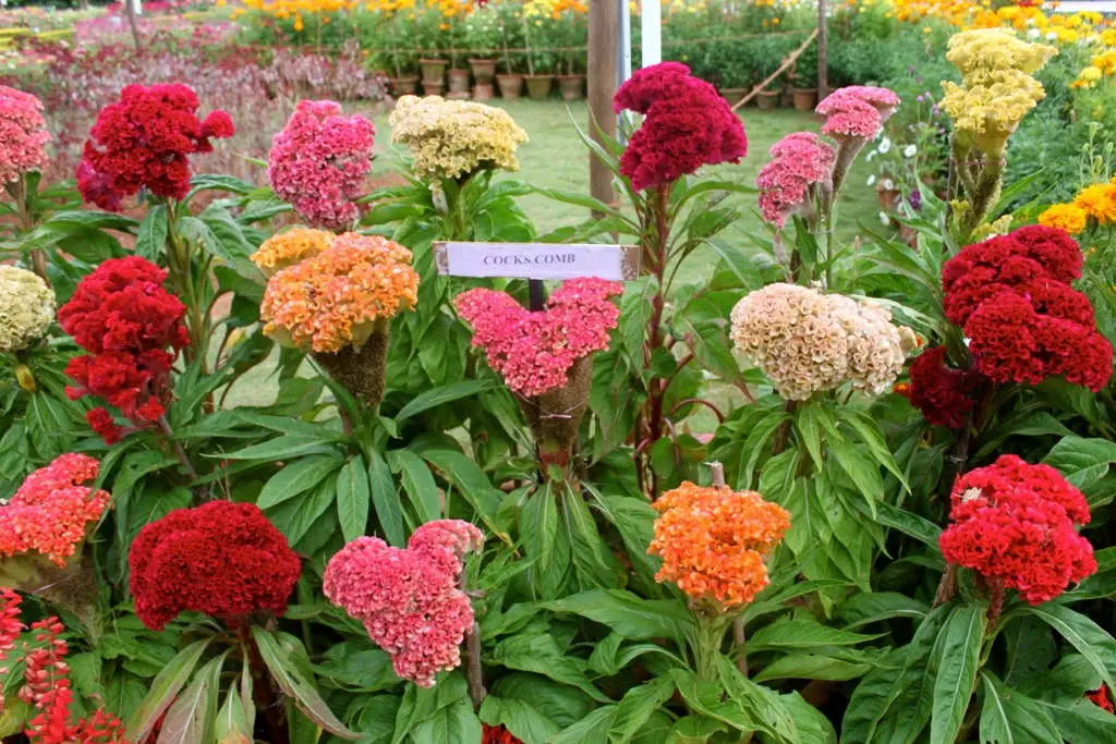 Celosia (Cock's comb)