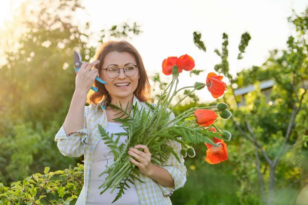 harvesting flowers