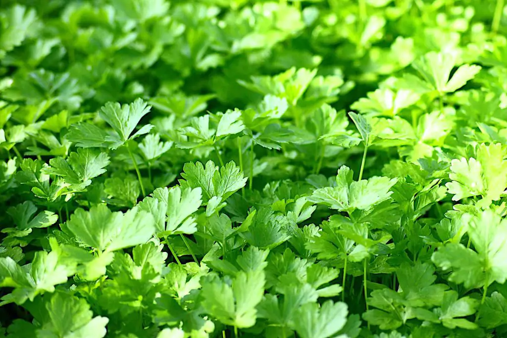 Parsley