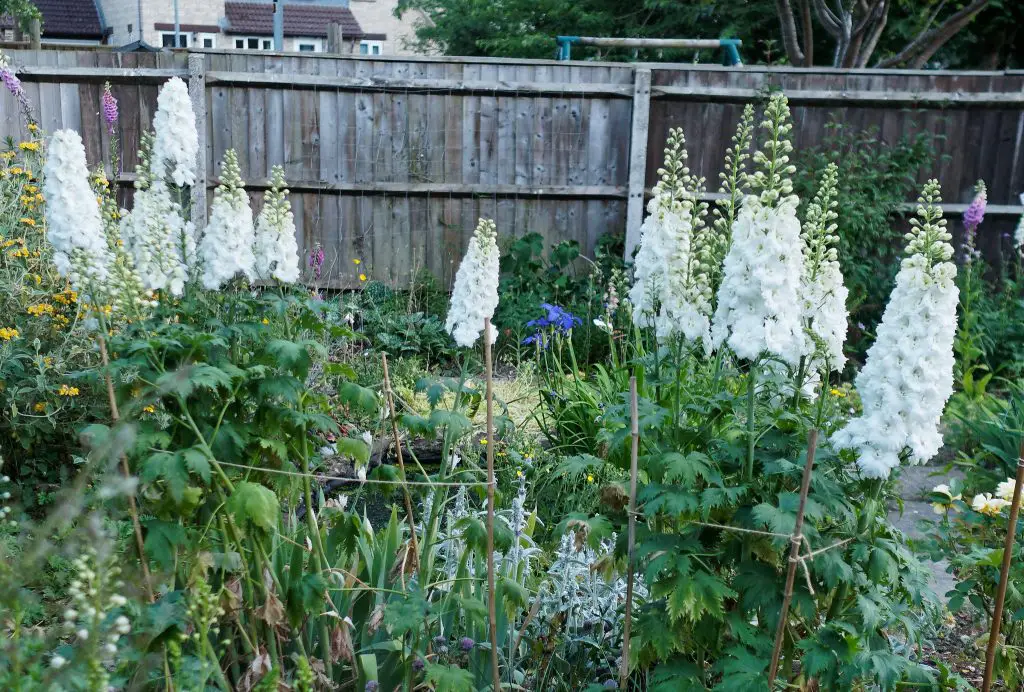 White delphiniums