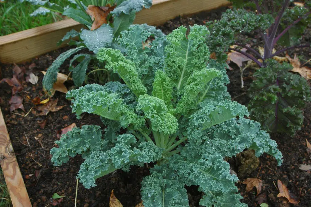 Kale