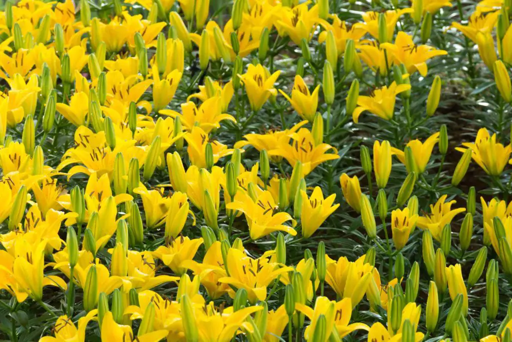 Yellow lilies