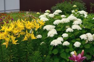 Step-by-Step Guide to Planting a Cut Flower Garden