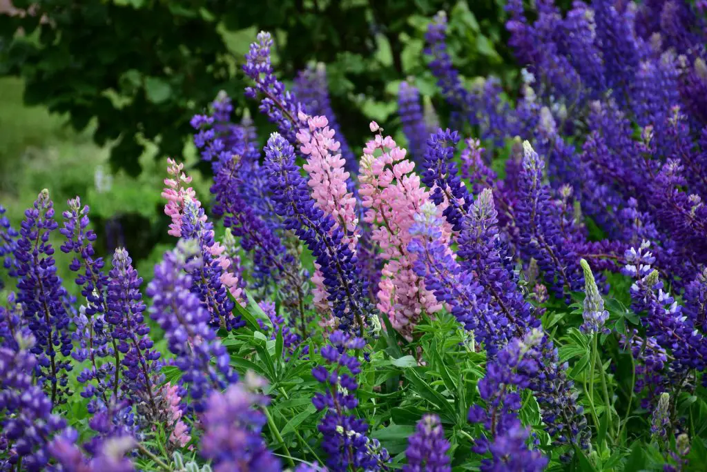 Lupines