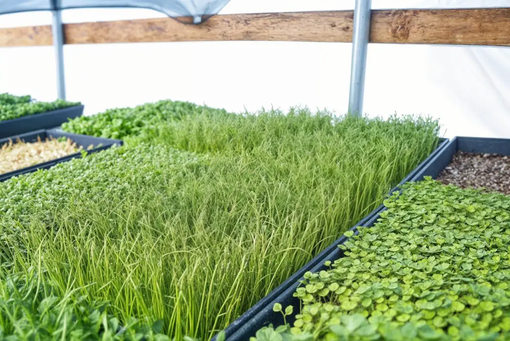 Microgreens