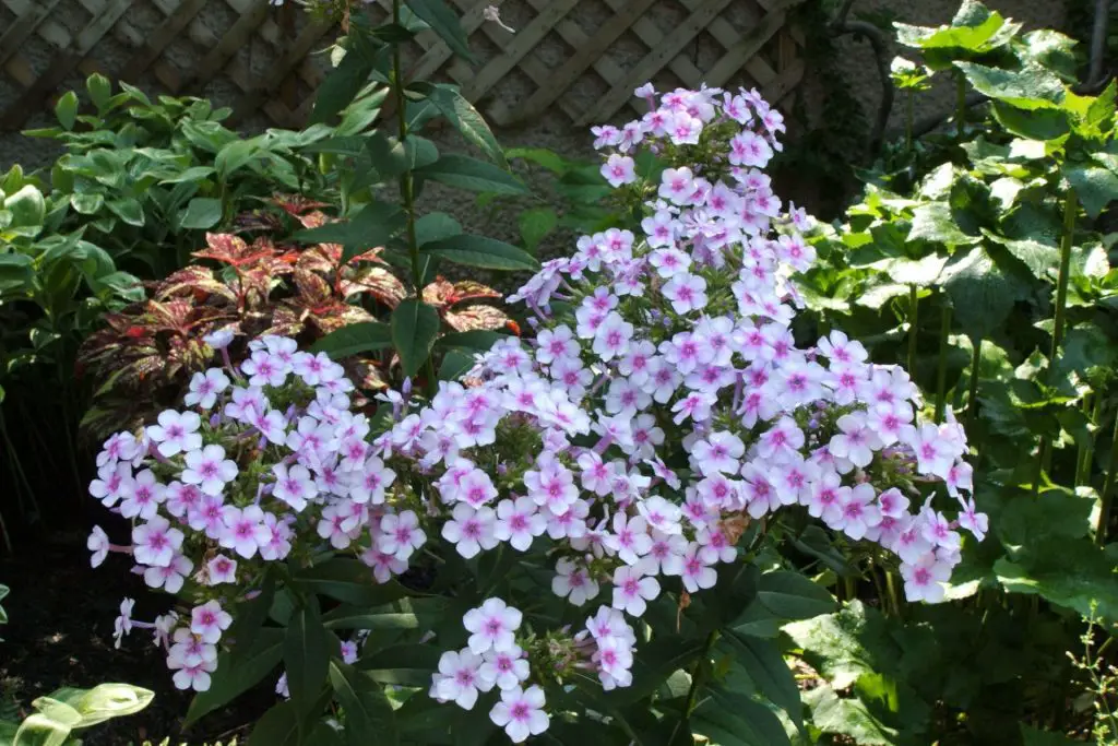 Phlox