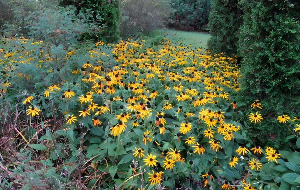 rudbeckias