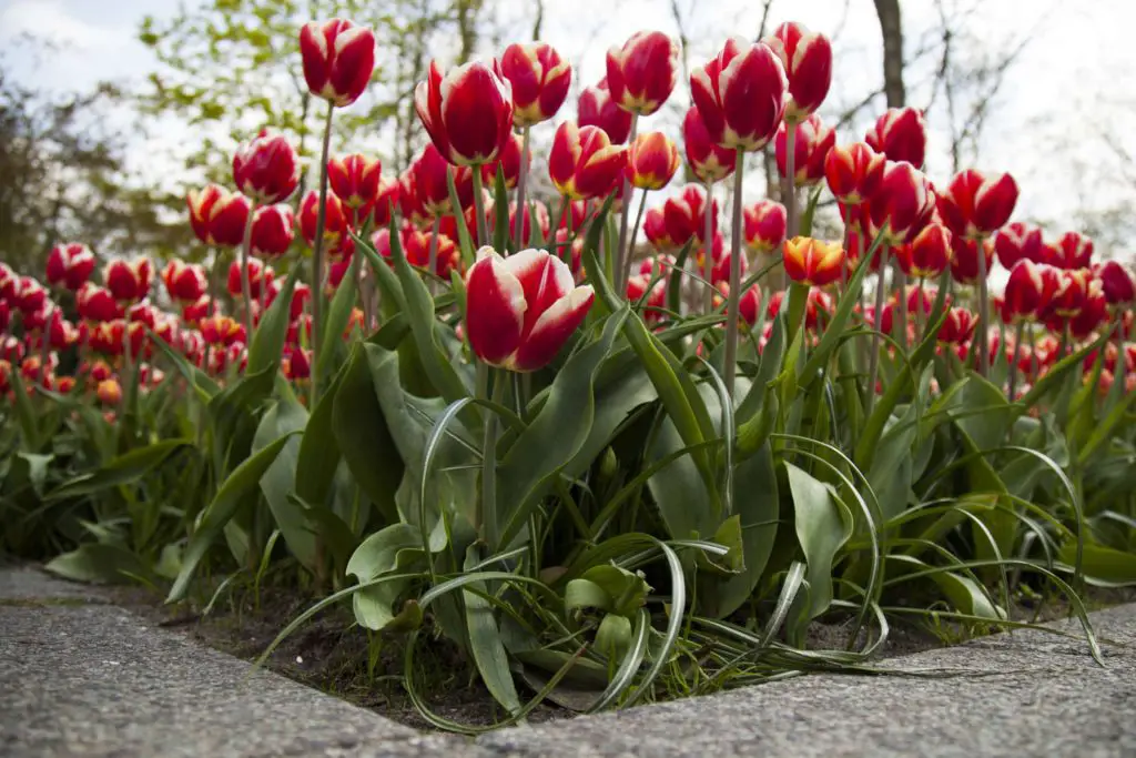 Tulips