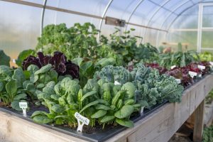 A Step-by-Step Guide to Greenhouse Gardening in Winter