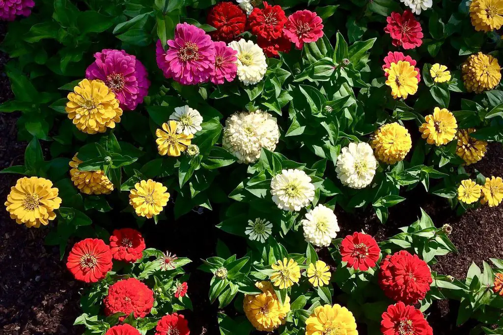 Zinnias