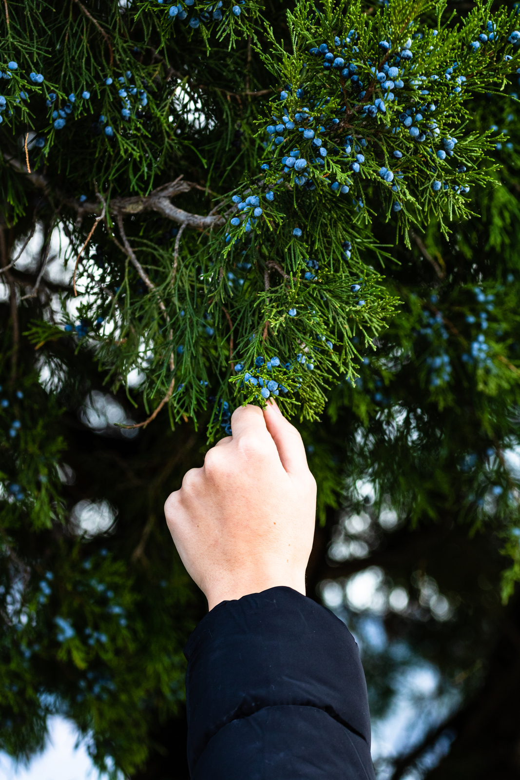 juniper tree care