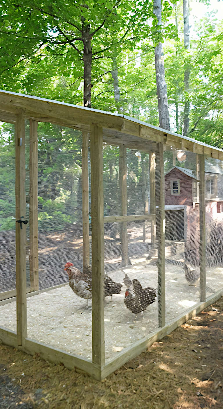 A chicken coop with an attached run, showing how it connects to the main house and the fencing used.