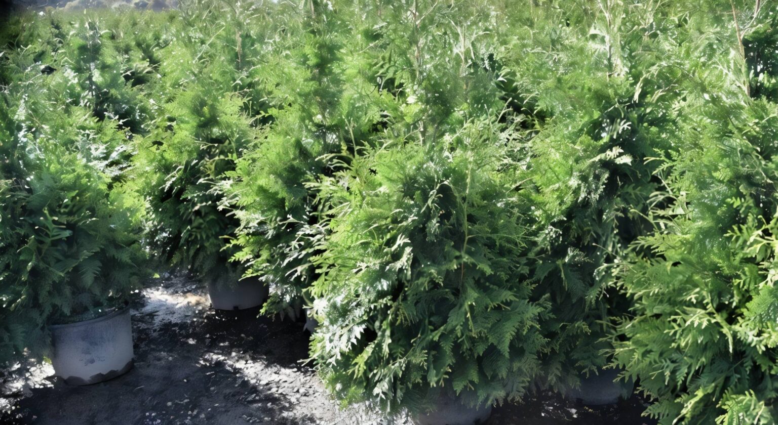 Nature’s Fence: Fast-Growing Shrubs for Instant Privacy - Gardening Latest