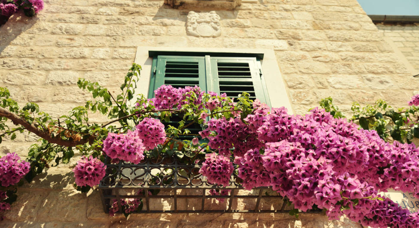 bougainvillea blooms