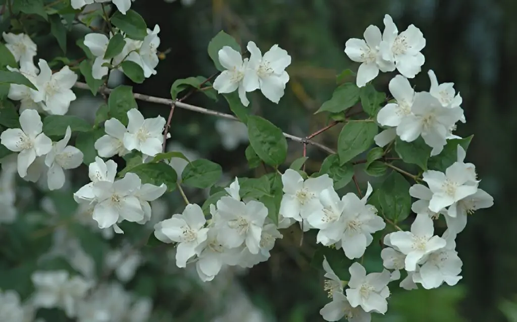 Mock Orange bush in bloom