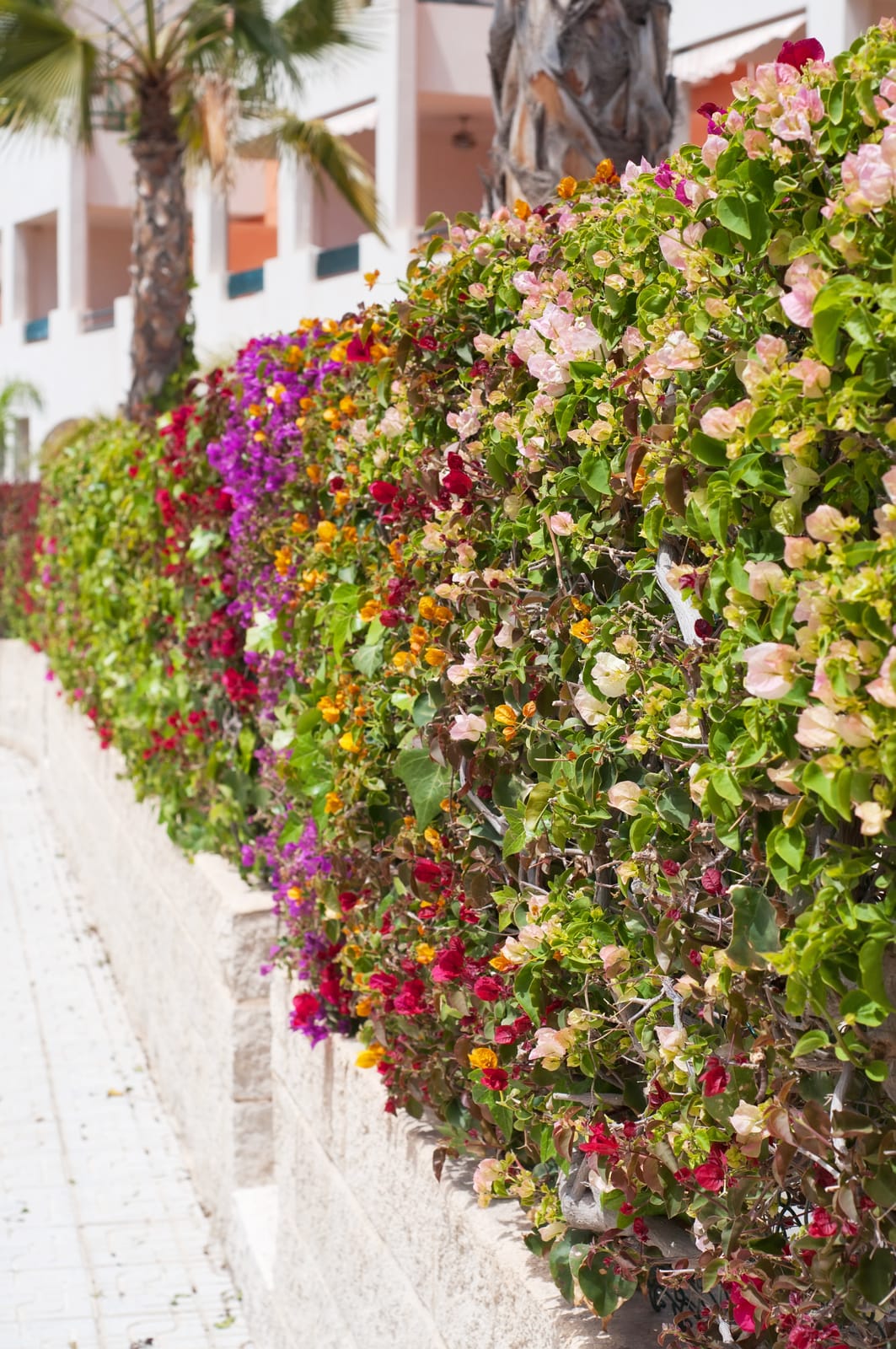 bougainvillea bushes