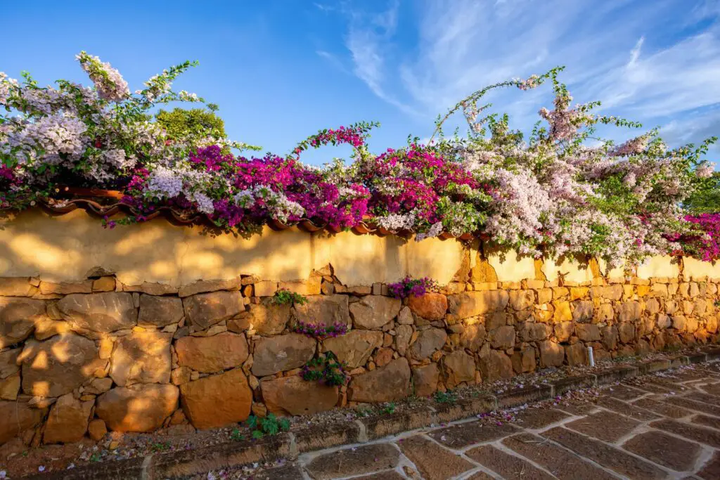 bougainvillea growing over a wall to create added privacy