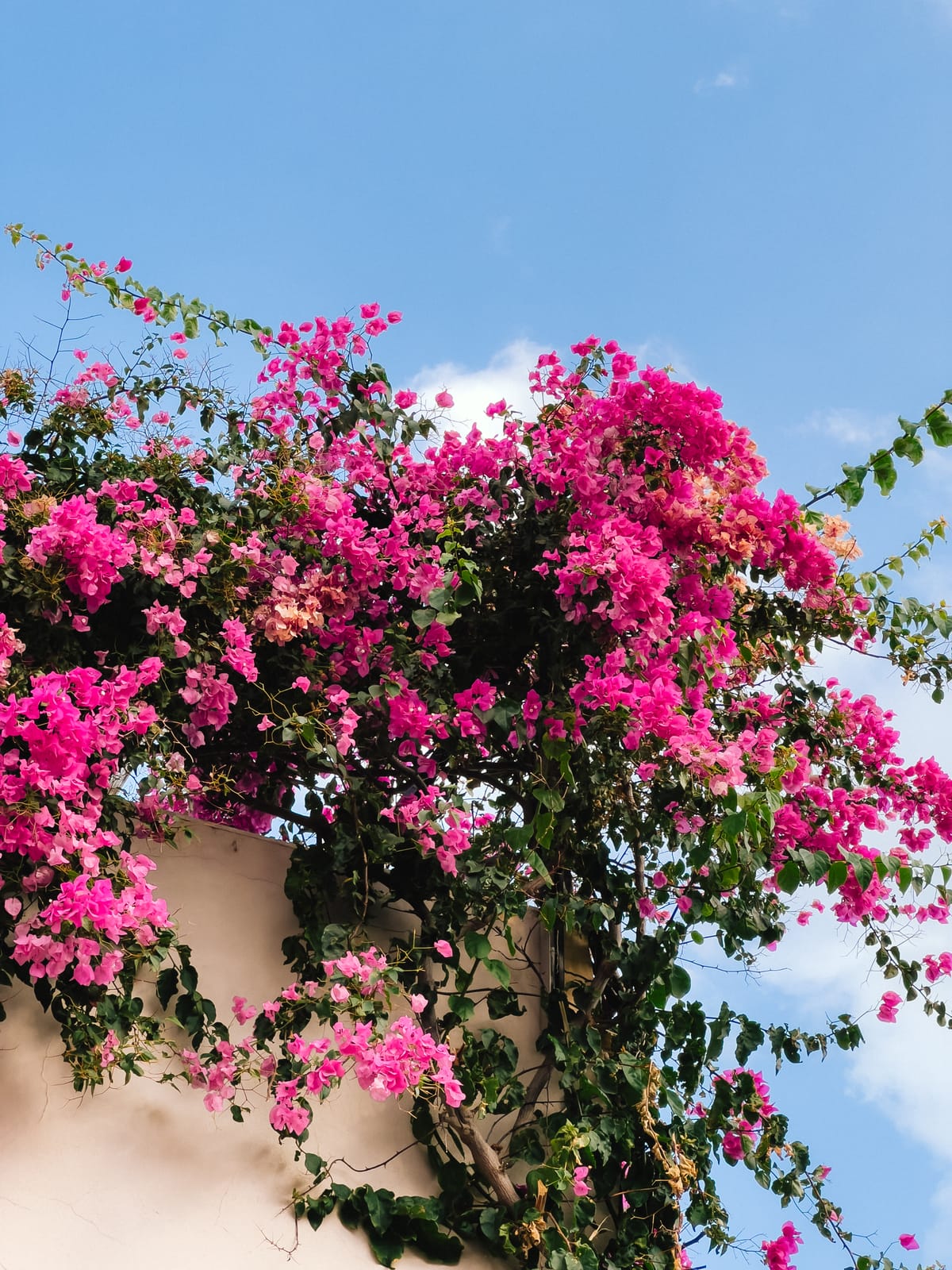 bougainvillea vine against a white wall