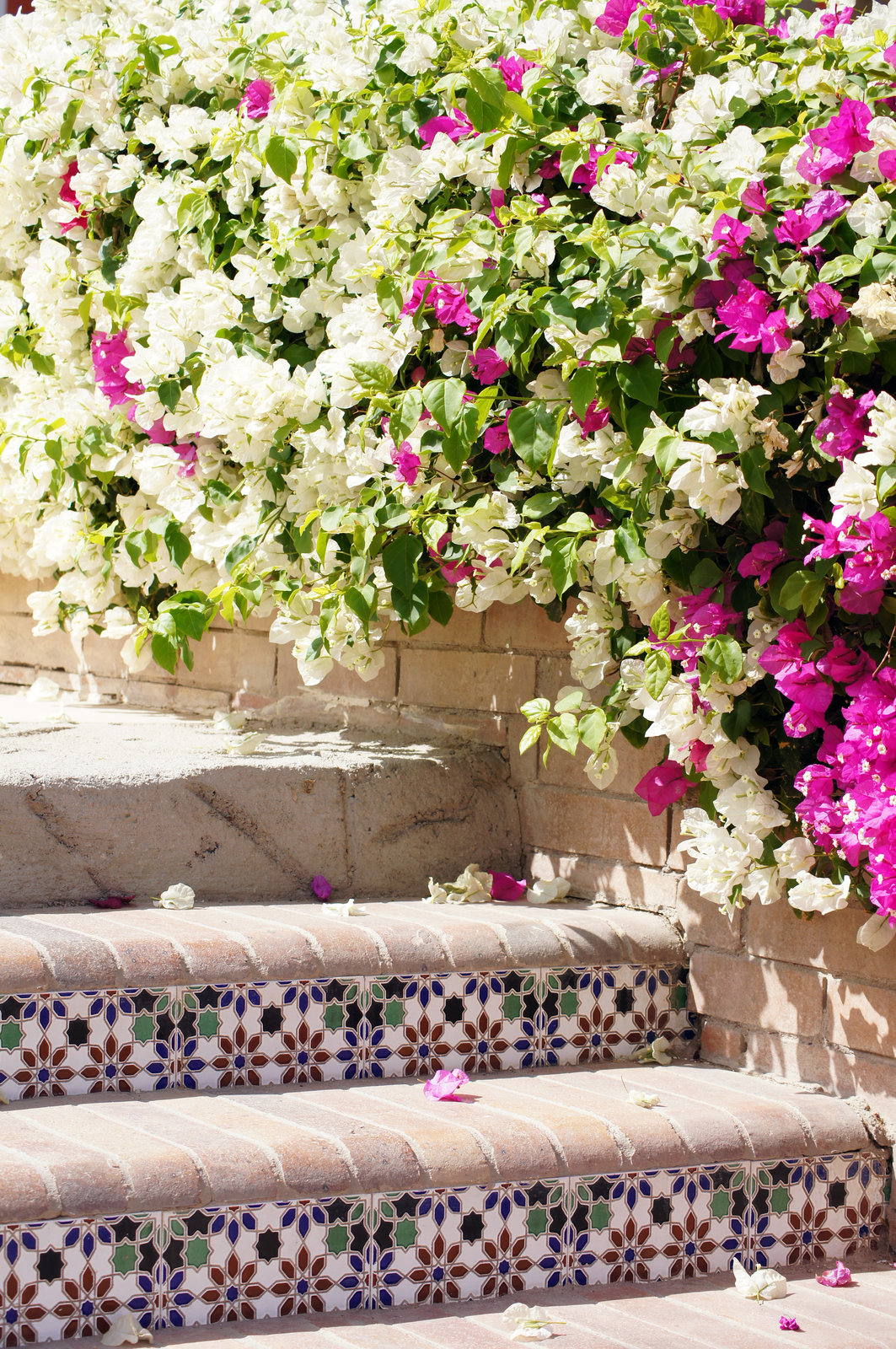 bougainvillea on stairs