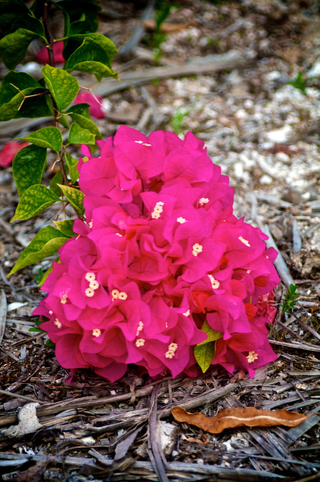paper-like texture of bougainvillea, contrasted against its green leave