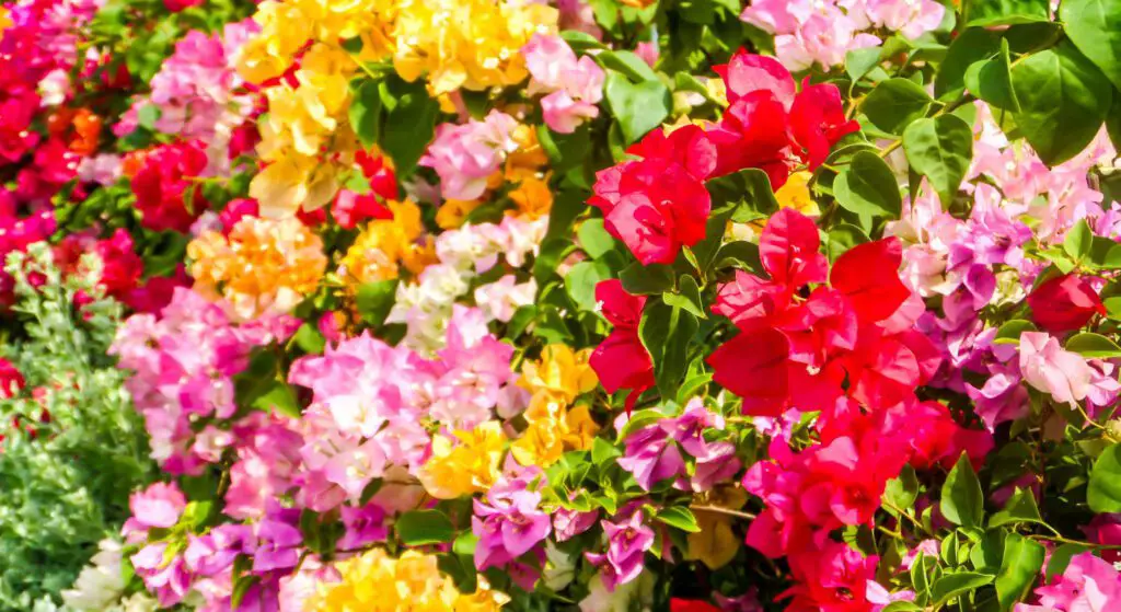 Bougainvillea colours pinks, deep magentas, sunny oranges