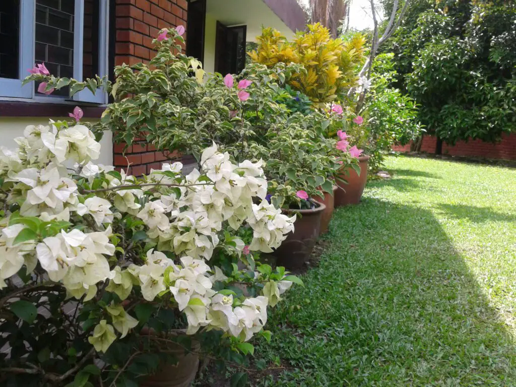 Bougainvillea in pots in backyard