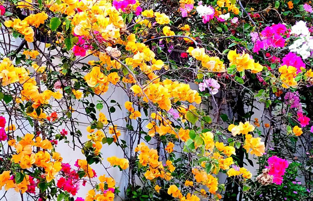use bougainvillea to create privacy screens