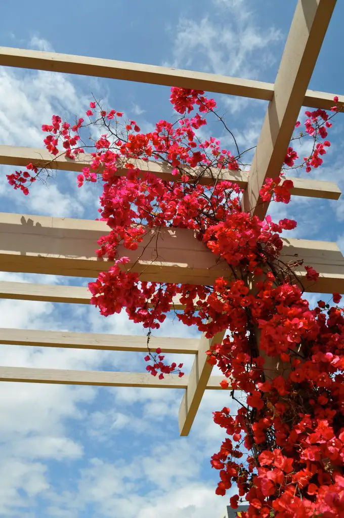 Train bougainvillea to climb pergolas