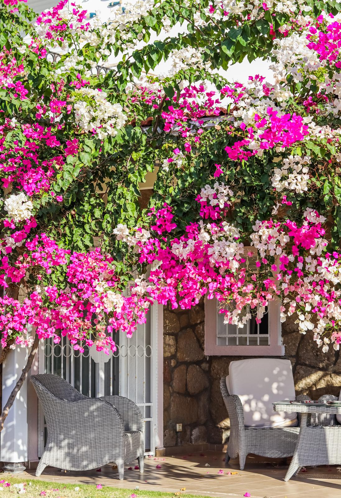 artistic use of bougainvillea