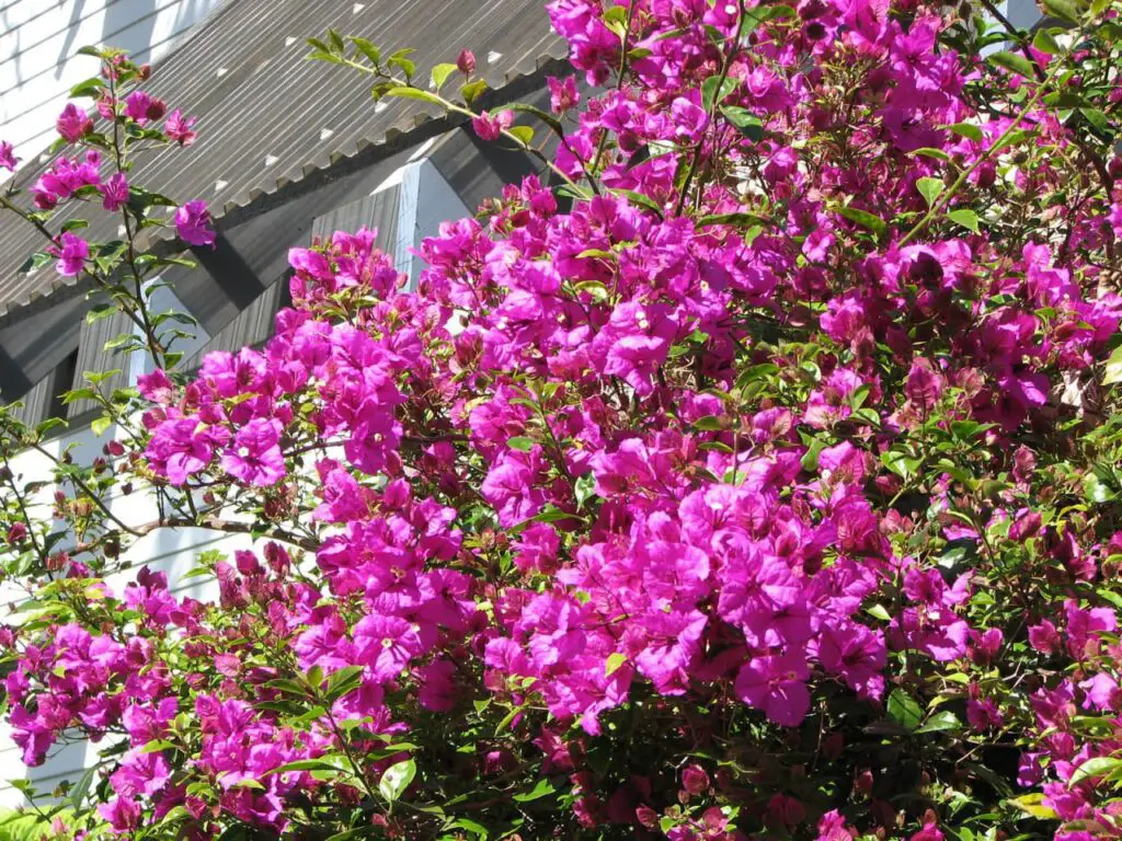 bougainvillea can truly be a game-change