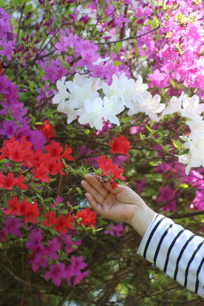 well kept bougainvillea