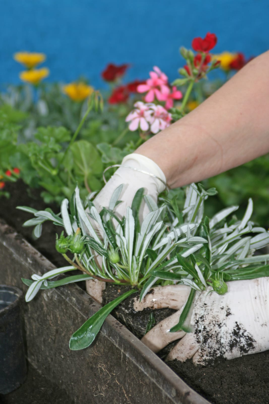 gently planting a window box