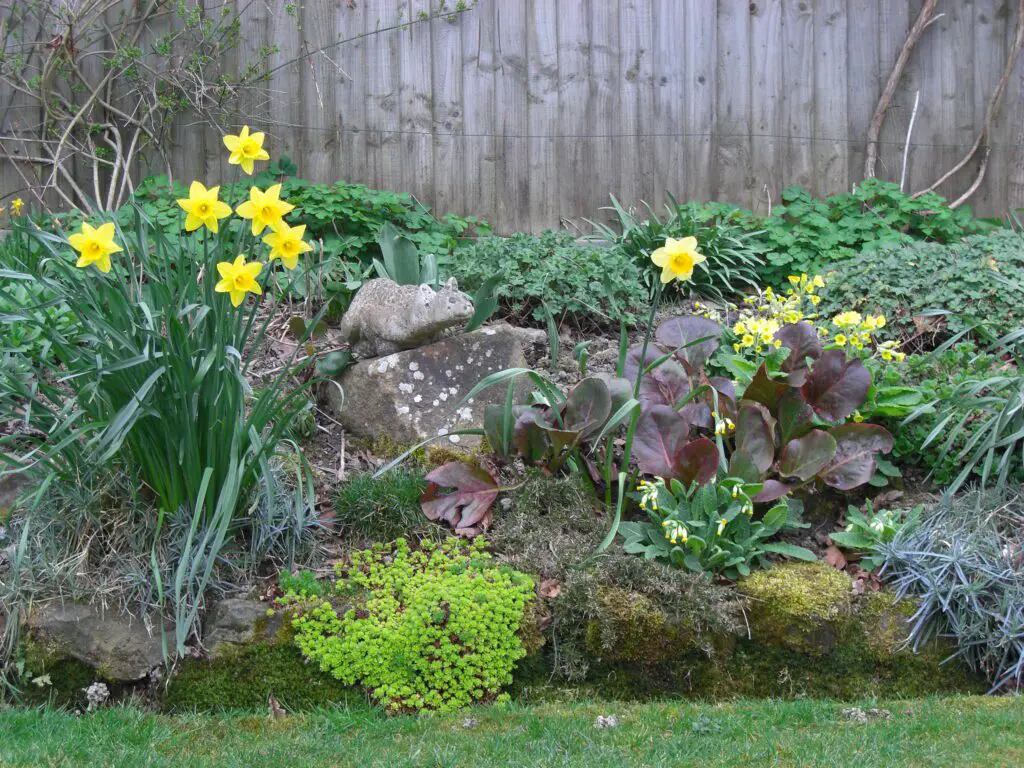 Budget-Friendly Rock Garden