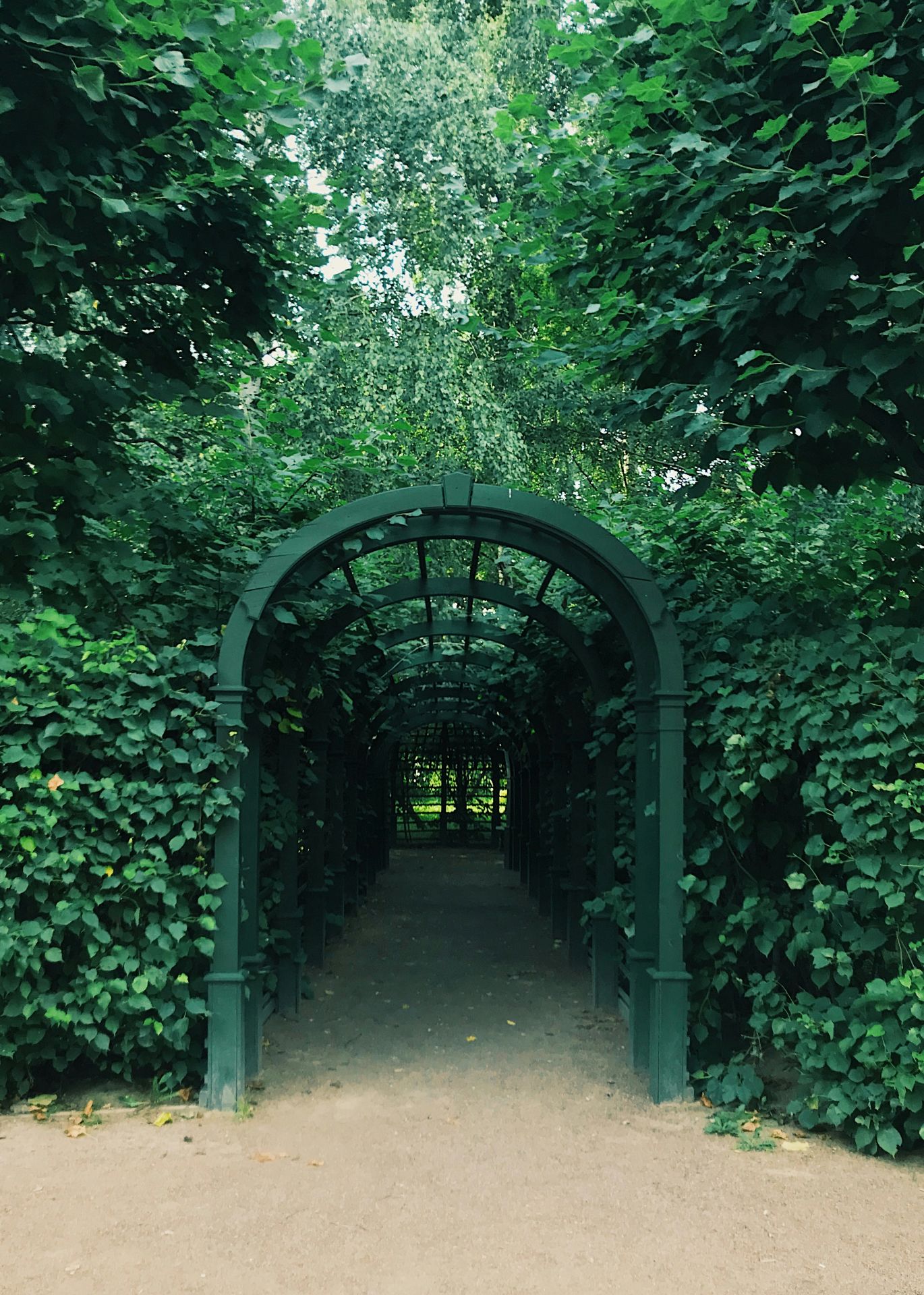 Dark wooden arched trellis and walkway
