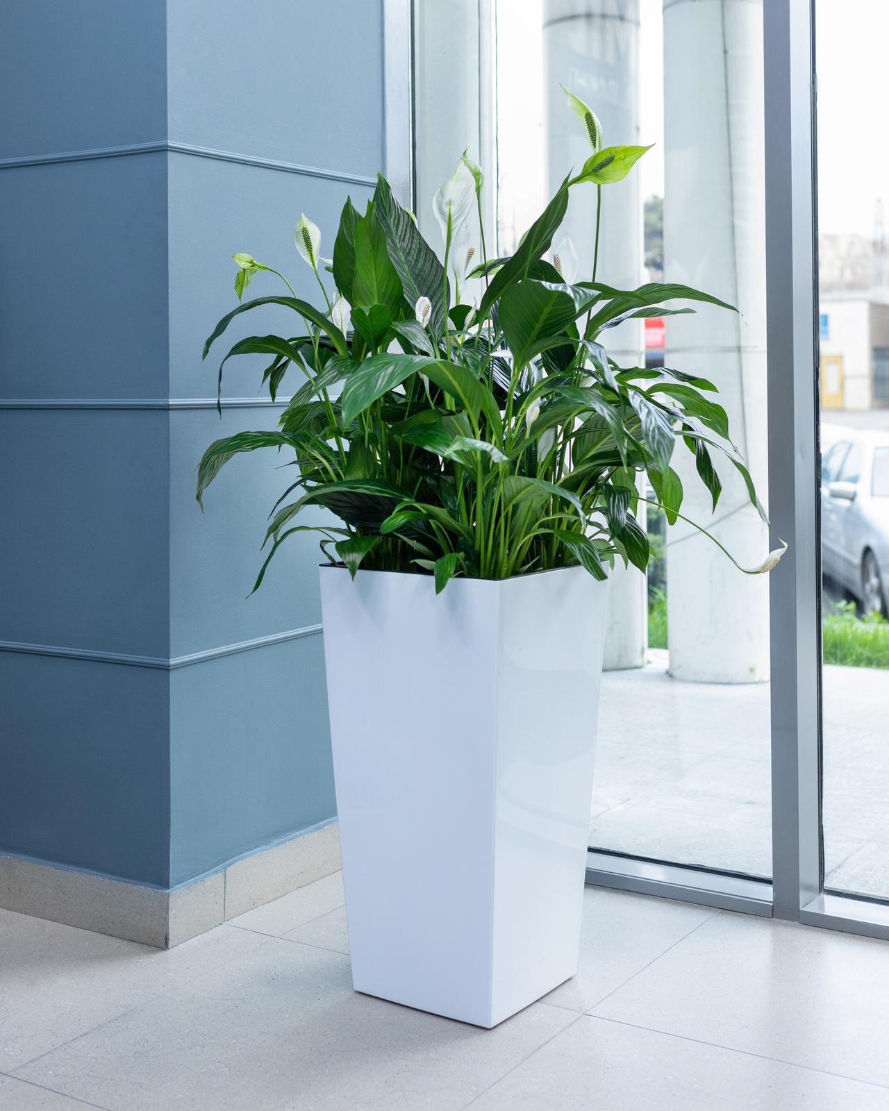 Peace Lily plant in white pot at the office
