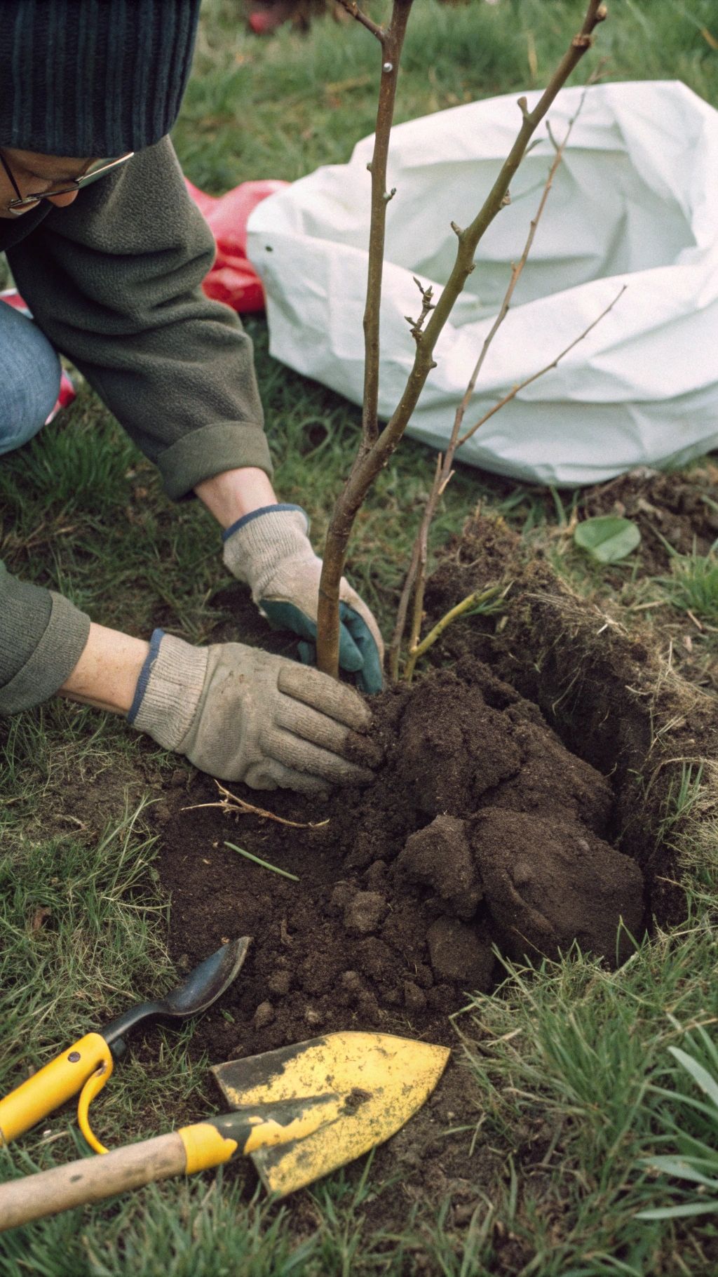 Newly planted bare-root rose