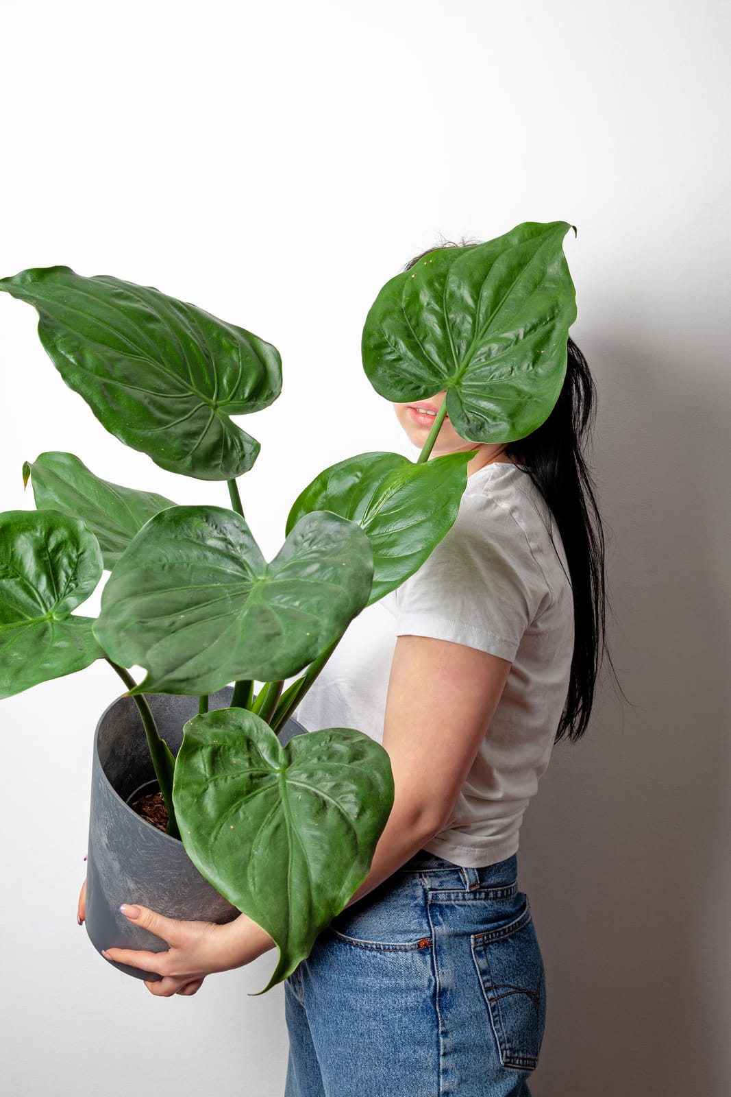woman holding a pot with Alocasia cucculata plant in plastic pot