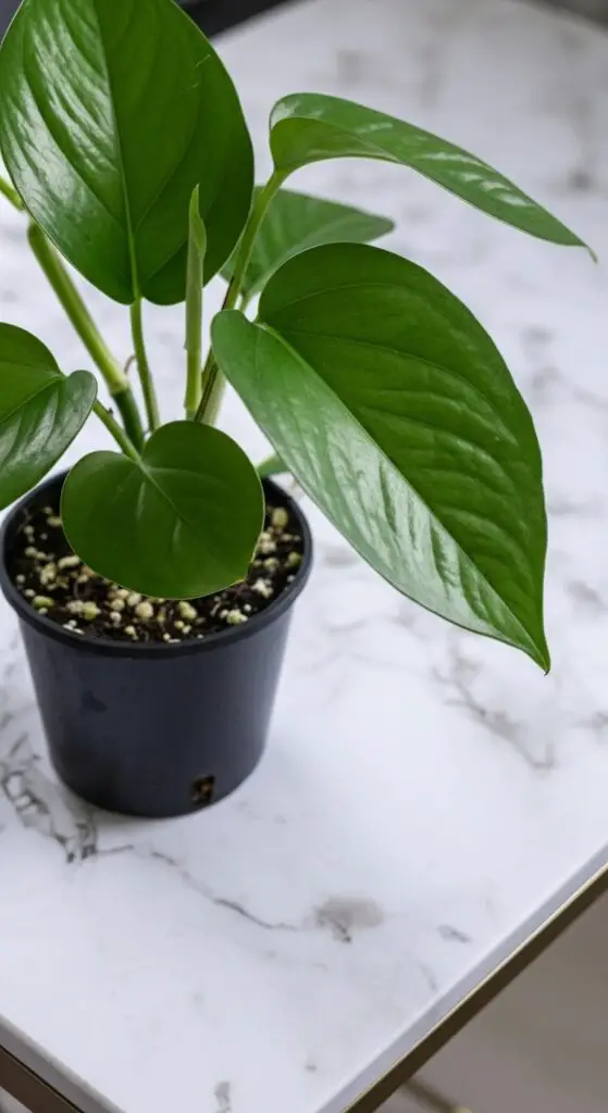 Green Dragon Pothos