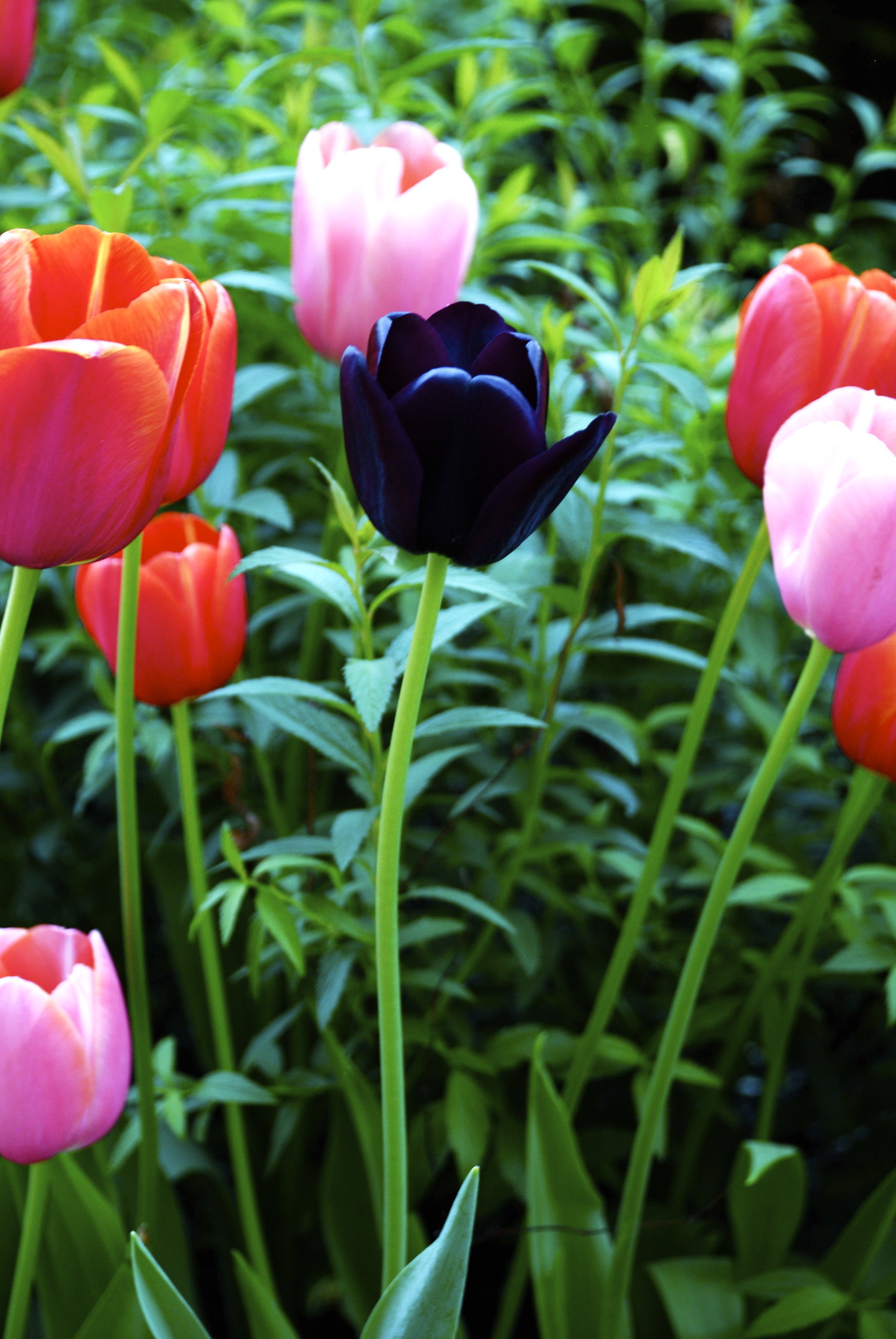Combination of black white and red tulips