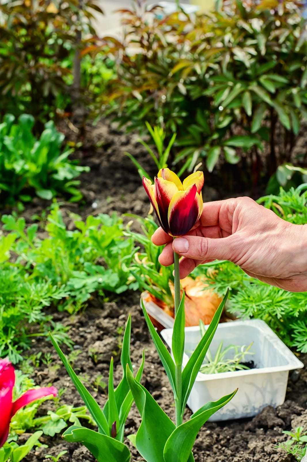 caring for your tulips