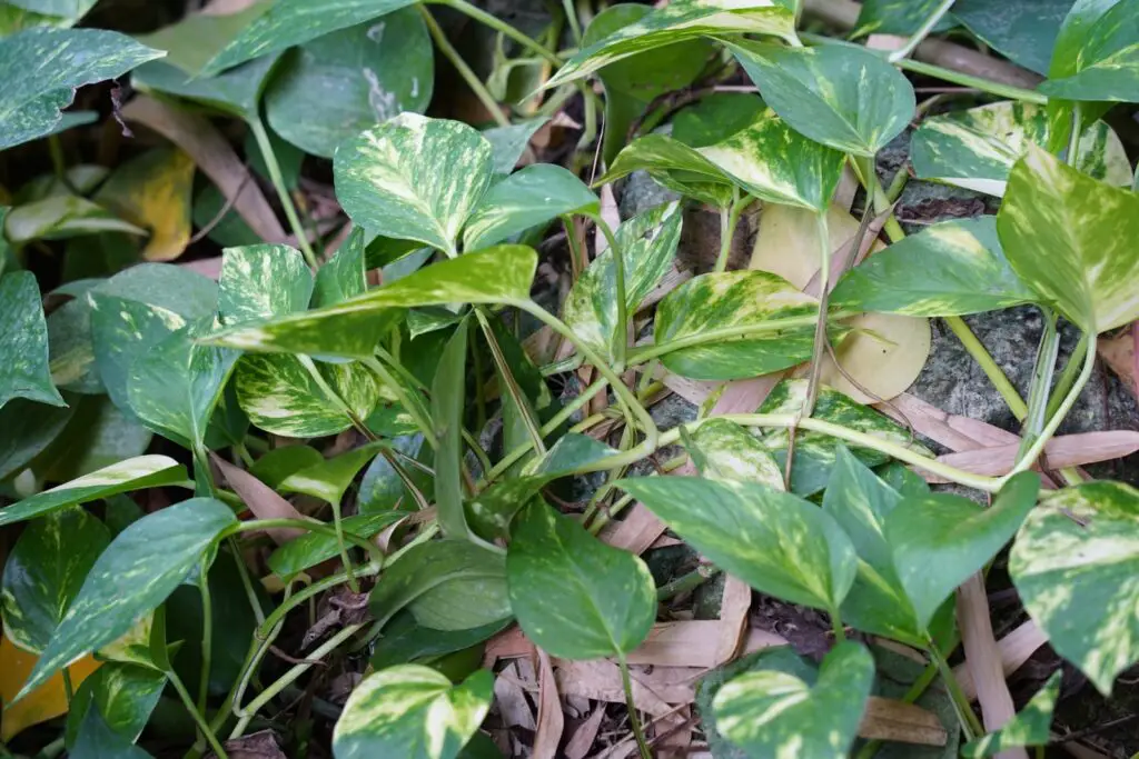 epipremnum aureum