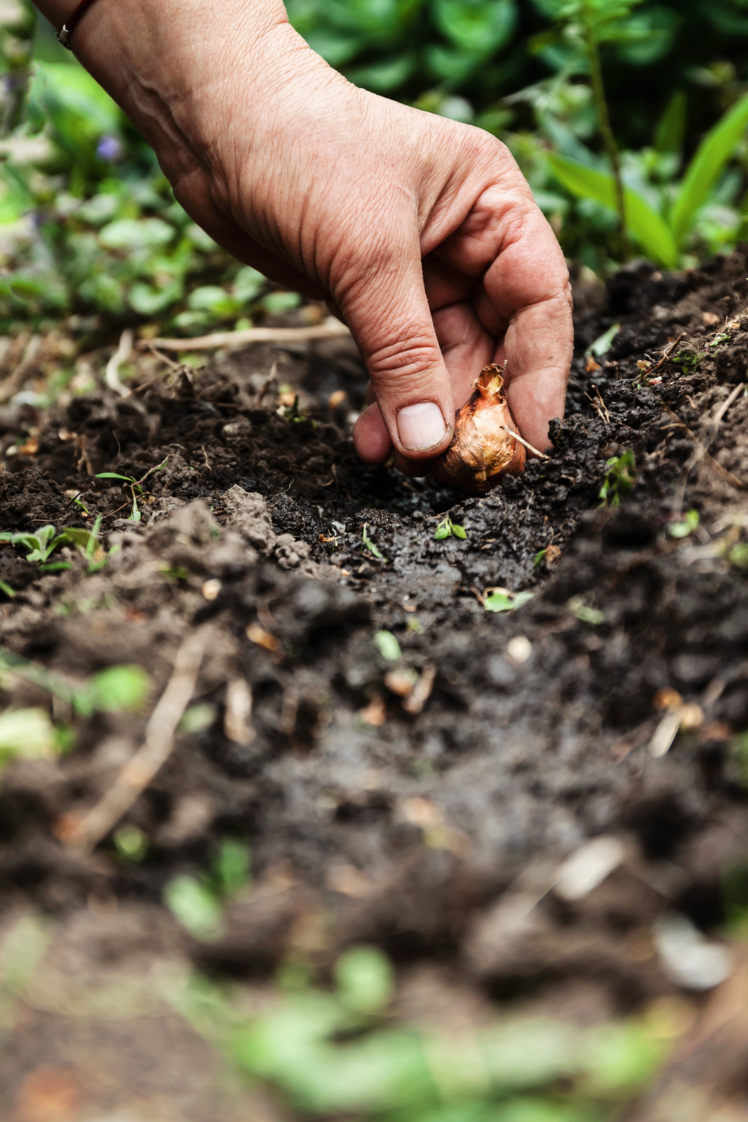 Planting tulip bulbs
