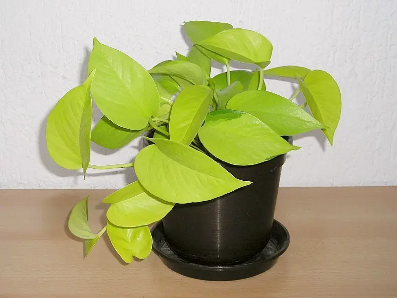 neon pothos