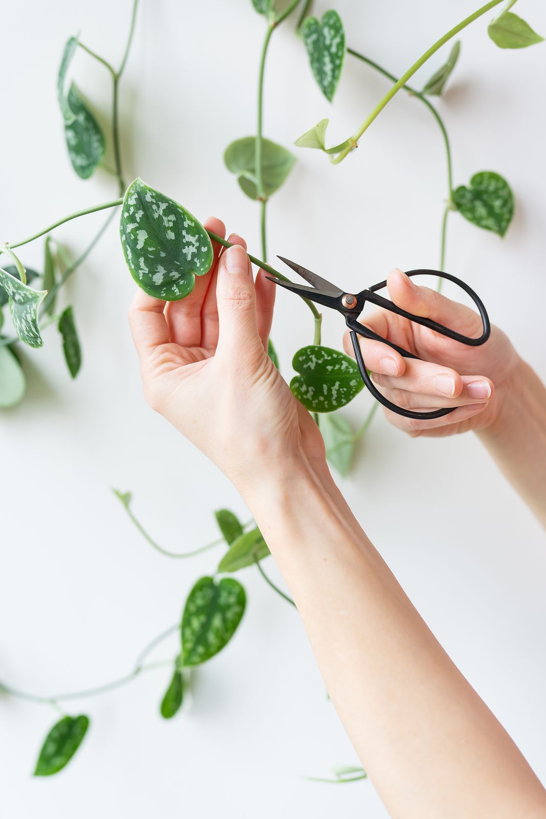 pruning pothos