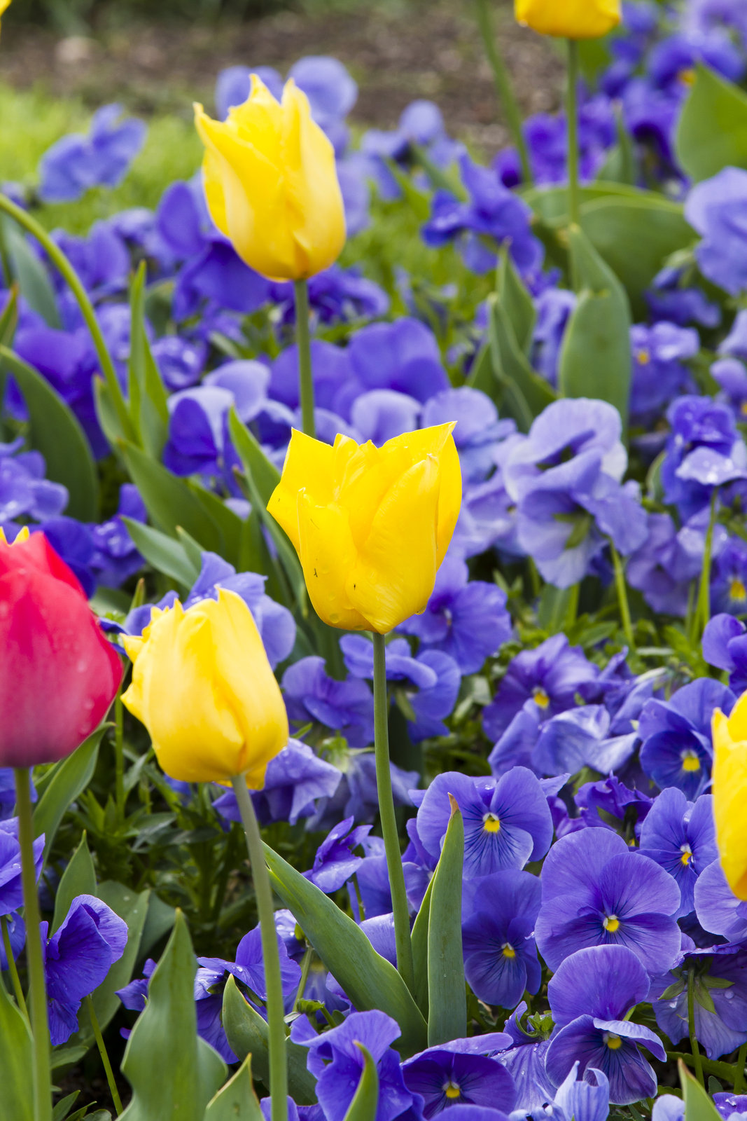 Yellow3 tulips planted with purple pansies